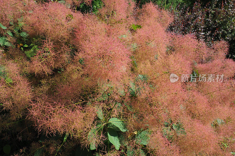 Cotinus coggygria，同音Rhus Cotinus，欧洲烟树，欧亚烟树，烟树，烟灌木，威尼斯漆树，或染料漆树，是一种开花植物，在阿纳卡科